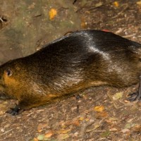 Coypu